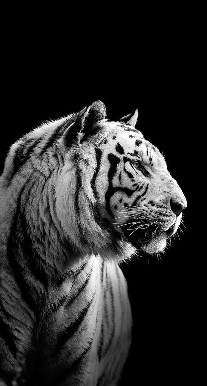White Tiger iPhone, tiger head android HD phone wallpaper