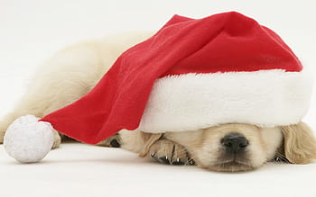 Christmas Dog Pictures  Download Free Images on Unsplash