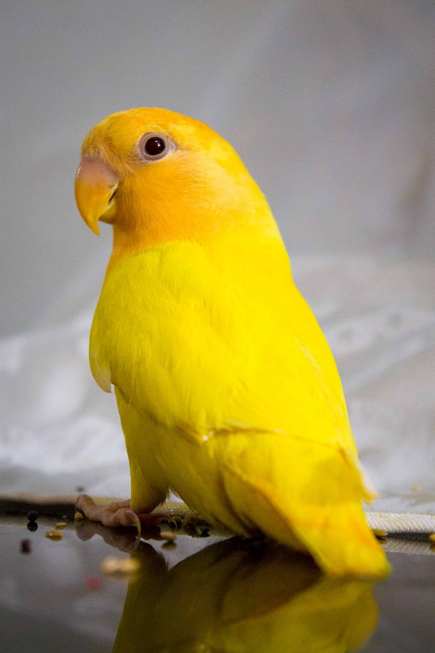 Closeup of yellow bird –, yellow birds HD phone wallpaper | Pxfuel