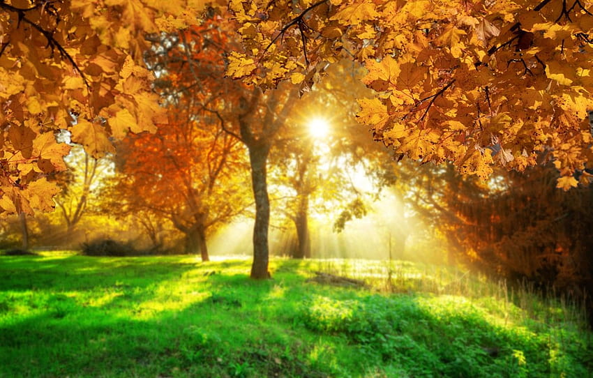 Autumn, leaves, trees, bridge, Park, forest, nature, park autumn ...