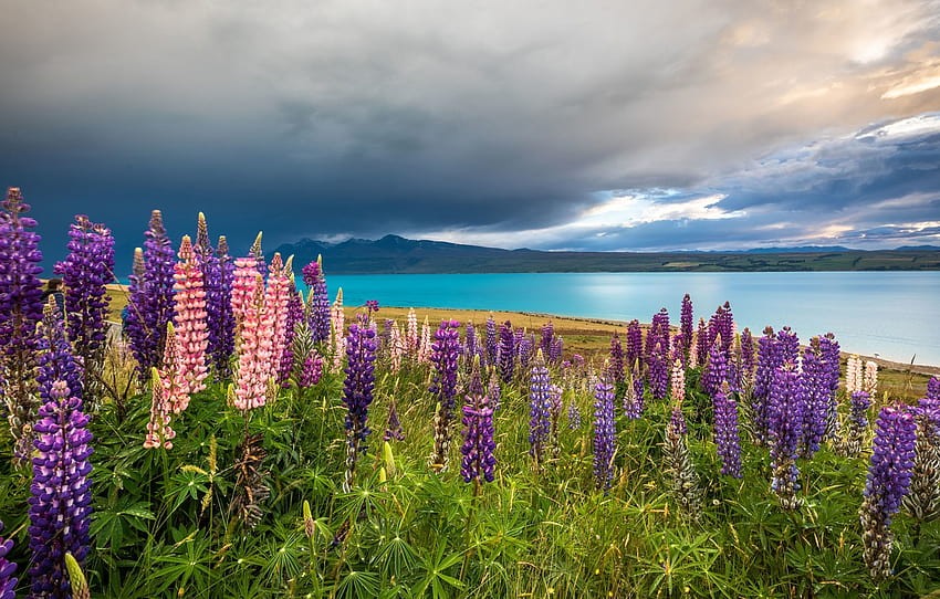 flores, montanhas, lago, Nova Zelândia, prado, Nova Zelândia, Lago Tekapo, tremoços, Alpes do Sul, Lago Tekapo, seção пейзажи papel de parede HD