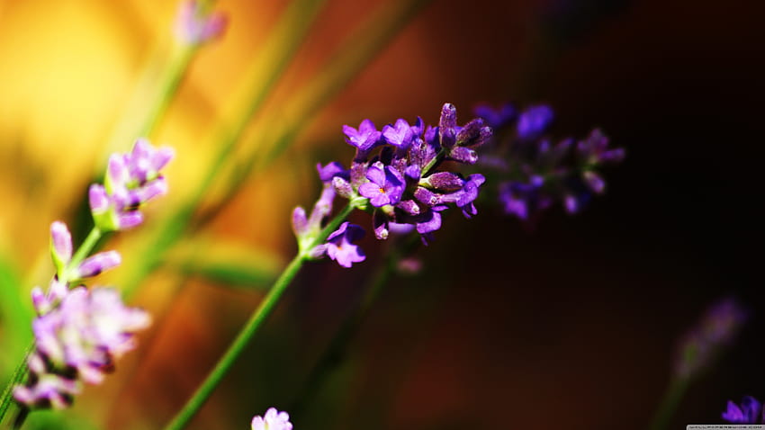 Sometimes Small Things are the Most Amazing Ultra, small things ultra HD wallpaper