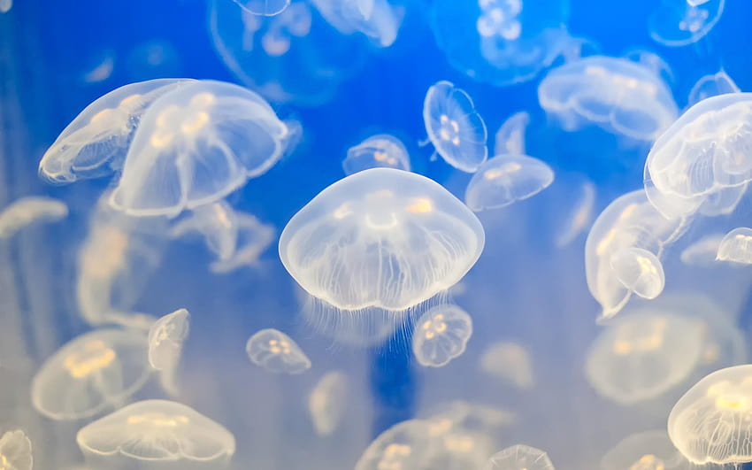 animals, Jellyfish, Fishes, Underwater, Tropical, Ocean, Sea, Water, life underwater HD wallpaper