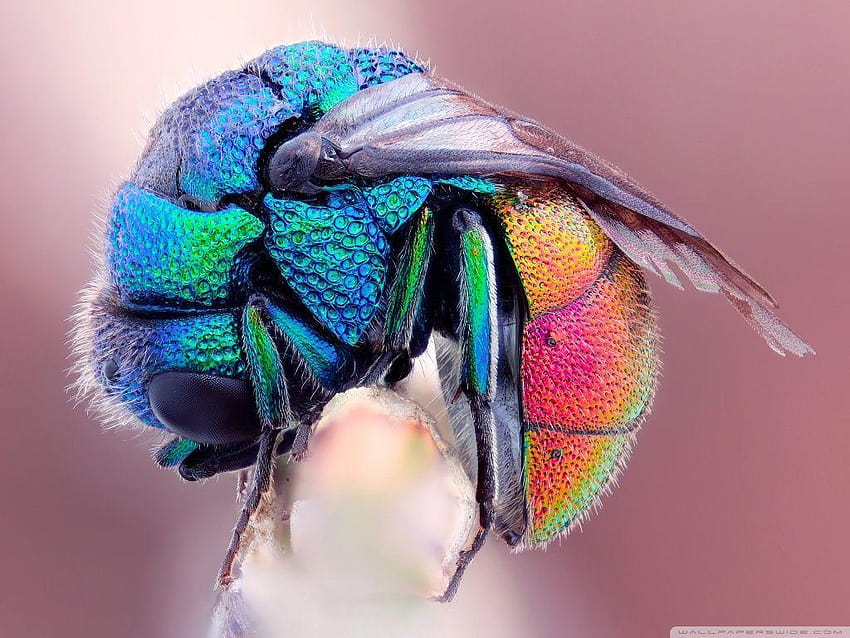 Colorful Insect : High Definition, insects HD wallpaper | Pxfuel