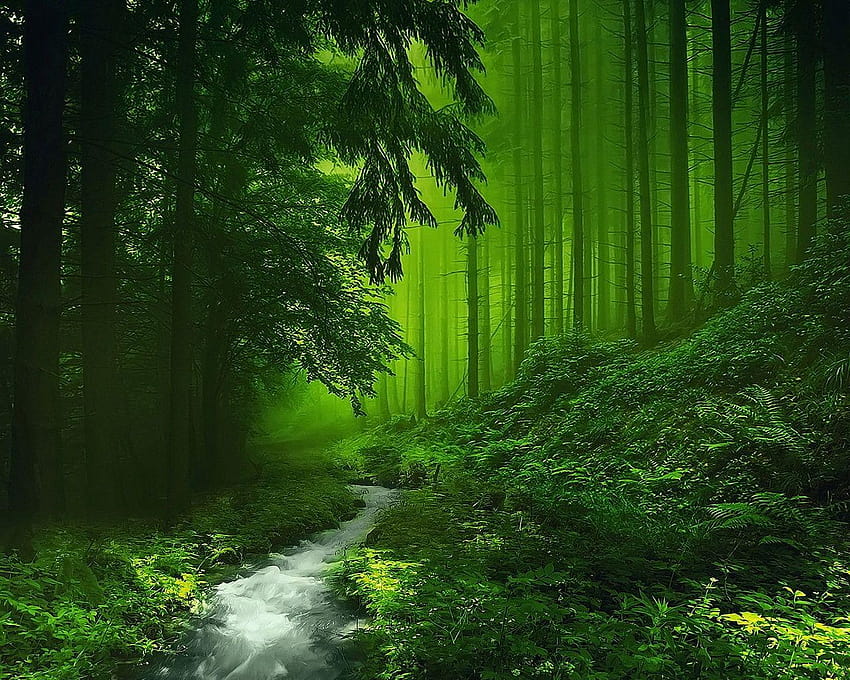 1280x1024 Un río claro en el bosque verde fondo de pantalla