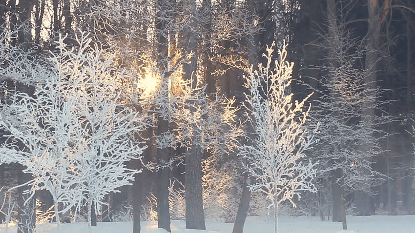 Morning in winter forest. Sunrise in winter forest. Panorama of trees covered with snow. Sun rays shine through snowy trees. Winter scene. Frosty winter sun rise. Snow covered park. Morning mist, misty morning sunrays HD wallpaper