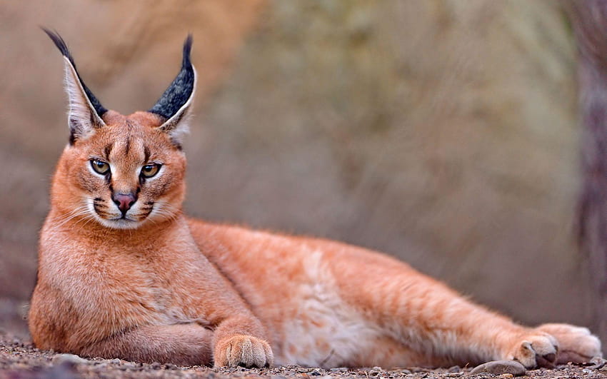 Caracal and HD wallpaper