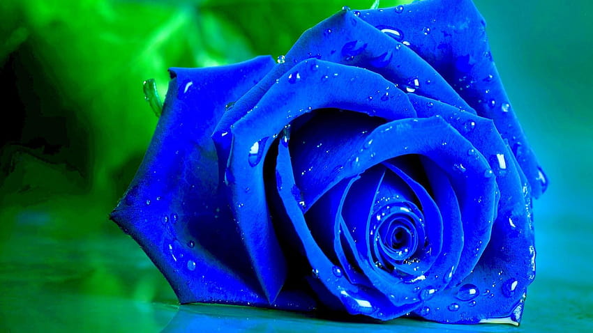 Nature flowers wet blue rose on a green full screen, nature flower rose HD wallpaper