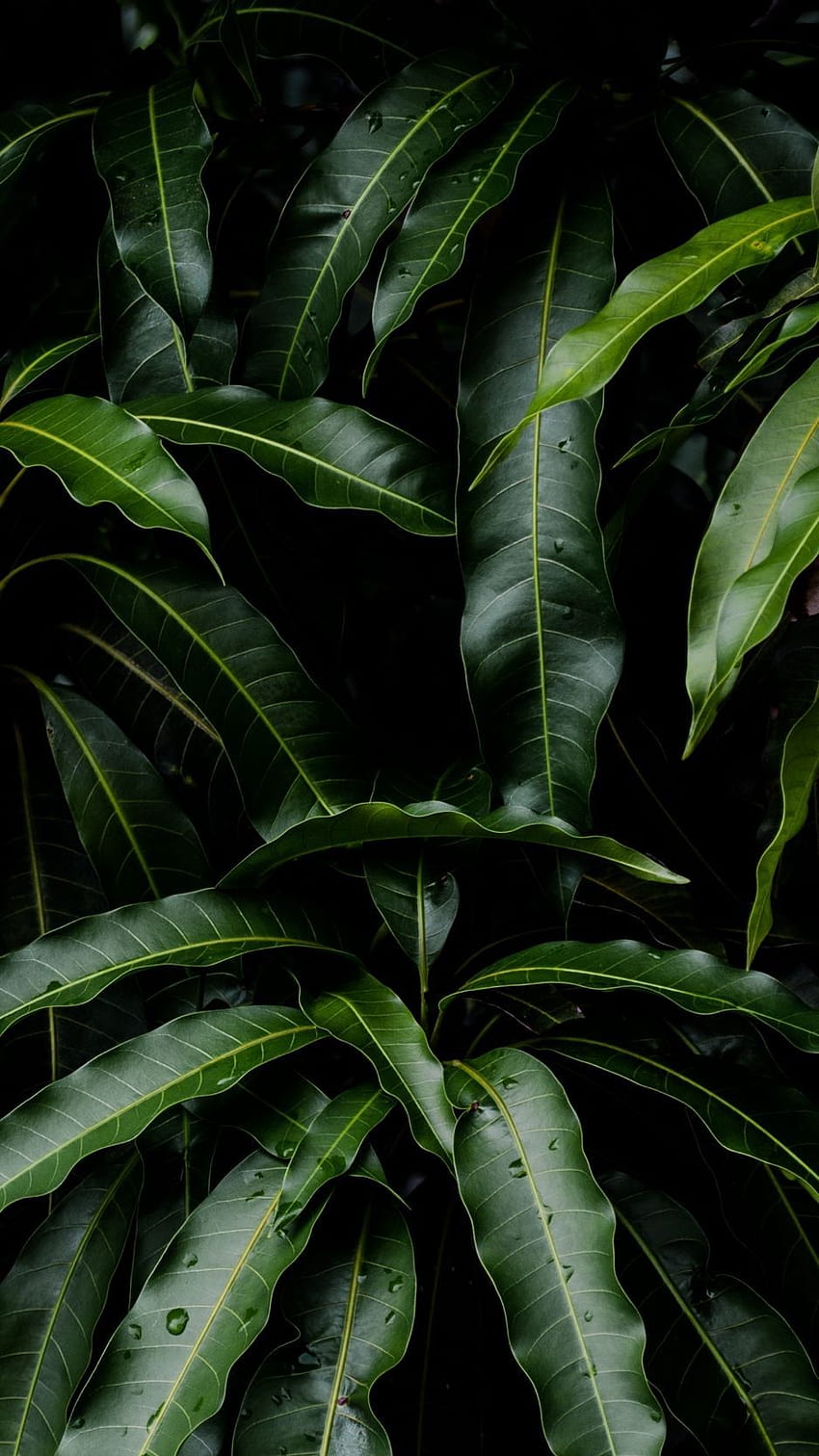 植物のiPhone、マンゴーの木のアンドロイド HD電話の壁紙