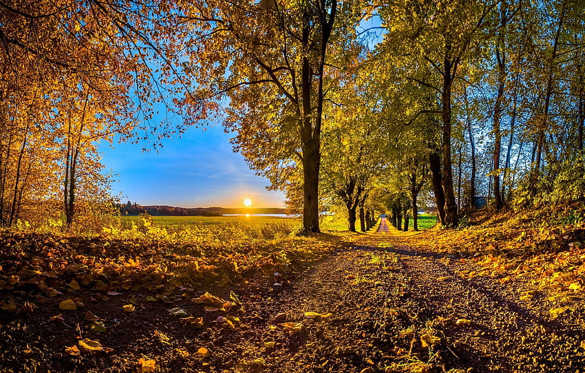 road, autumn, leaves, trees, sunset, The sun , section природа, big autumn trees HD wallpaper