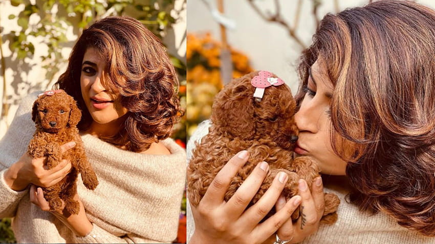 Ayushmann Khurrana's wife Tahira Kashyap welcomes a cute new member into her family! HD wallpaper
