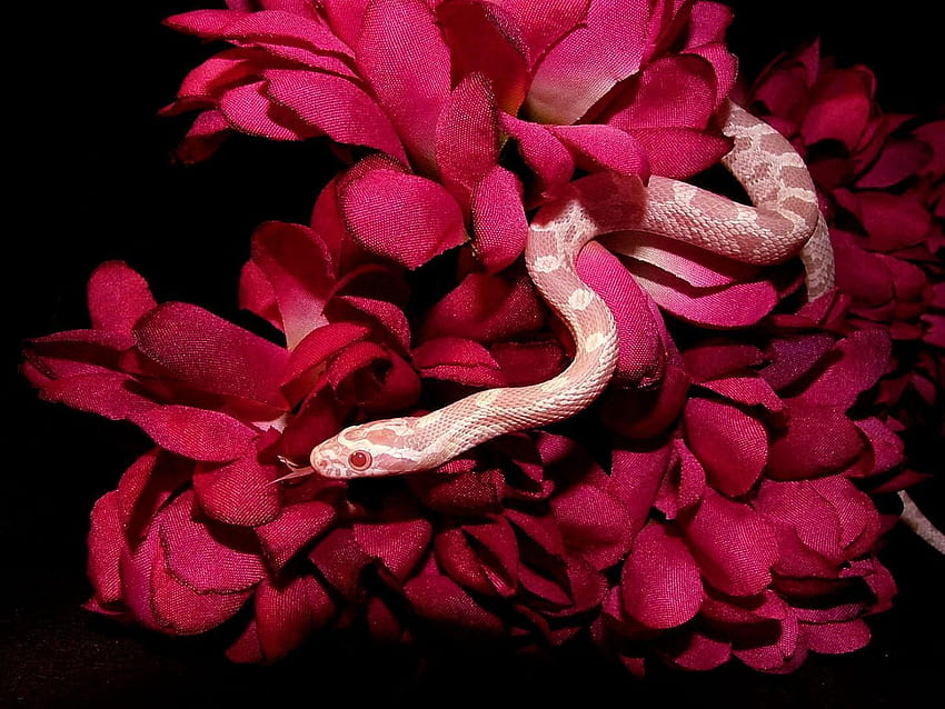 Pink Snake, cute snakes HD wallpaper