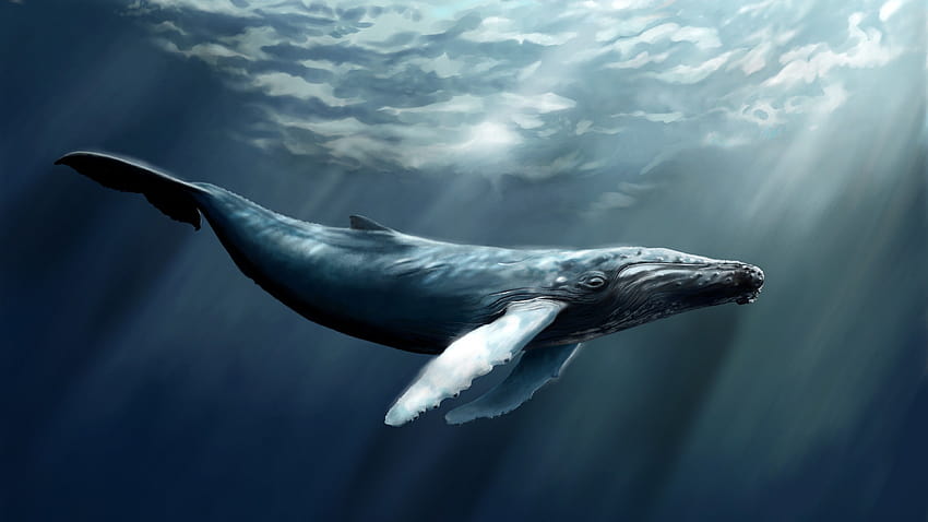 Whale, sea, ocean, water, underwater, diving, art, rays, World's best diving sites, Animals HD wallpaper