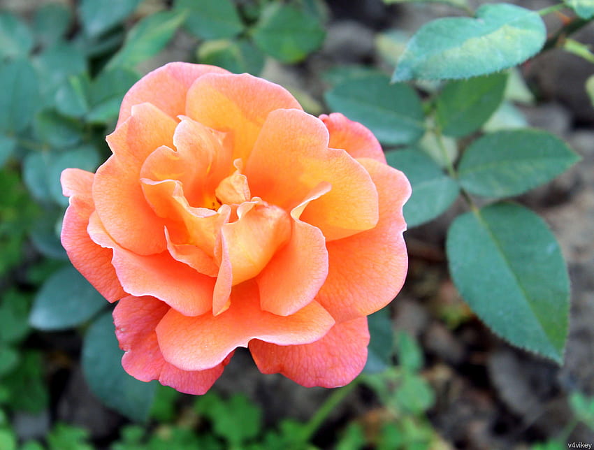 Denver's Dream Orange Rose Flower « Tadka HD wallpaper