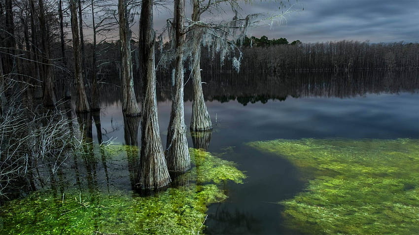 It's American Wetlands Month by Microsoft HD wallpaper