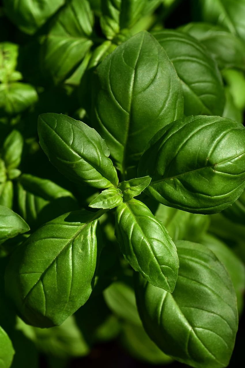 800x1200 basil, leaves, green, plant iphone 4s/4 for parallax backgrounds HD phone wallpaper