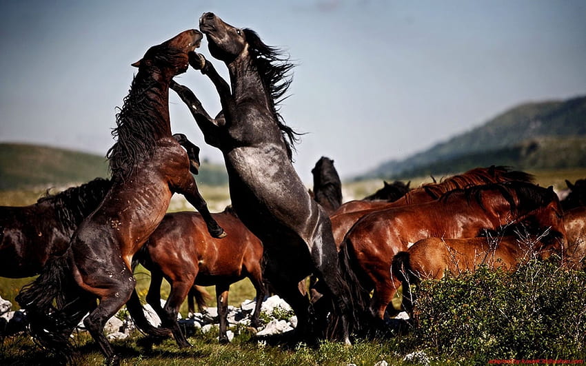 Wild Horses, flicka horse HD wallpaper