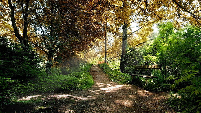 Natur, Wald, Bäume, Weg, Feldweg, Schärfentiefe / und mobile Hintergründe, grüne Waldbäume Straße HD-Hintergrundbild