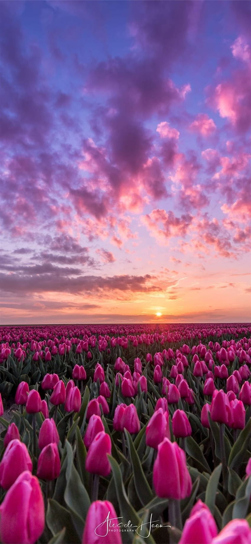 Tulip Fields of Netherlands iPhone 11, tulips field at sunset HD phone wallpaper