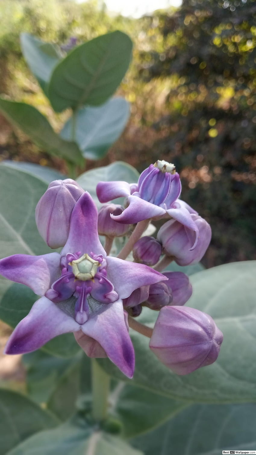 Отровно растение и цвете, фантазия на напръстник HD тапет за телефон