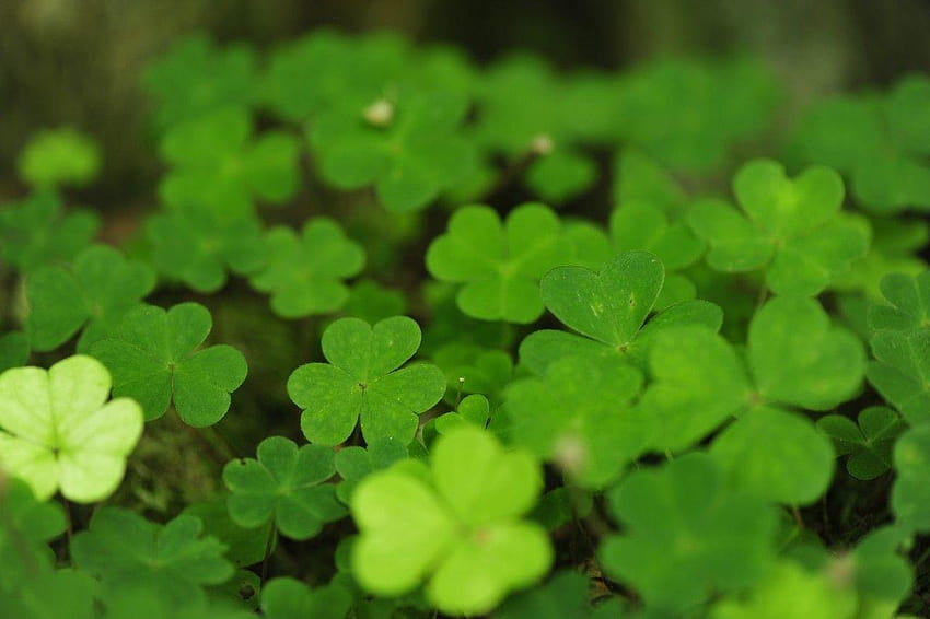 Celebrate St. Patrick&Day with these , and a pint, irish shamrock HD wallpaper