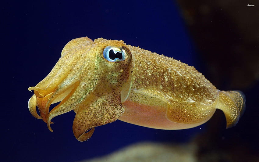 Best 5 Cuttlefish on Hip, cuttlefishes HD wallpaper