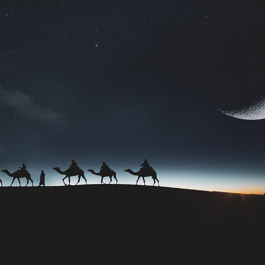 : Traveling through desert on camels 2224x2224, sahara camel night HD phone wallpaper