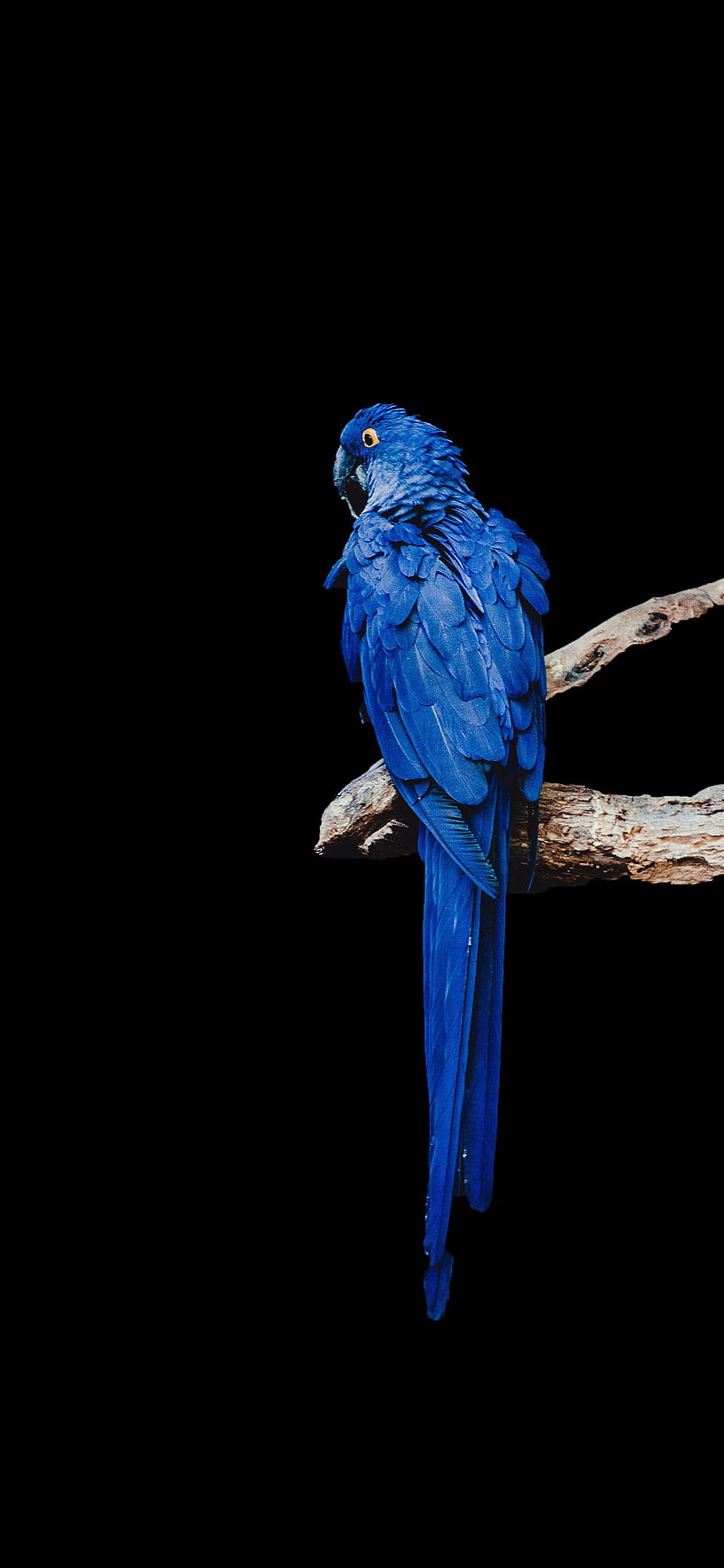 Blue Macaw Amoled, alam amoled wallpaper ponsel HD