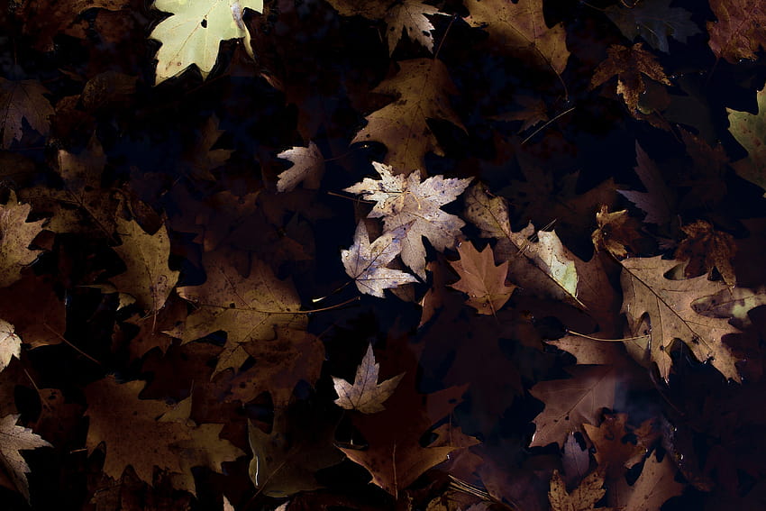 ID: 207713 / ujęcie z góry brązowych jesiennych liści klonu i dębu na ziemi, widok z góry brązowej ściółki, brązowy jesienny liść Tapeta HD