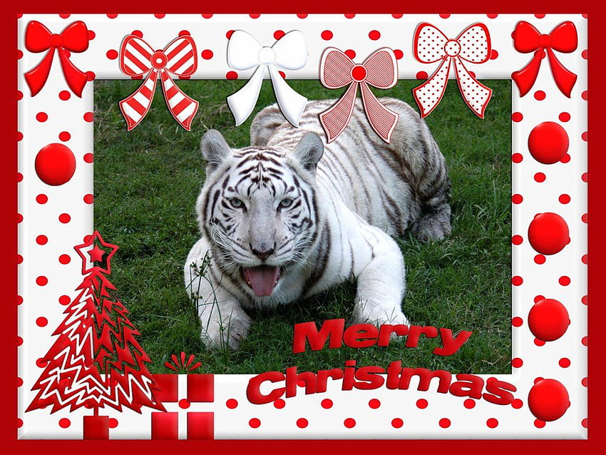 クリスマス ホワイト タイガー 1 チャット ビッグ キャット [1024x768] for your , Mobile & Tablet, クリスマス タイガー 高画質の壁紙
