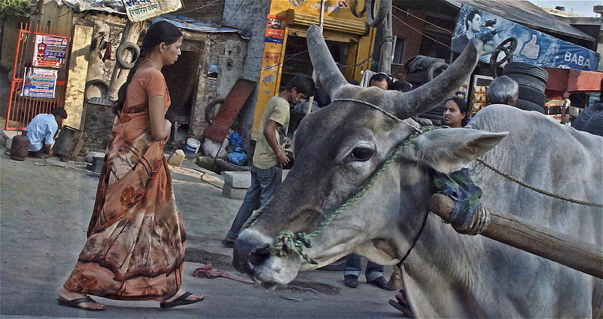 : temple, people, city, street, vehicle, horns, dress, India, cow, life, Bull, walk, livestock, woman, candid, faces, holy, delhi, horn, cattle like mammal, ox, public space, littledoglaughedstories, workingman 4448x2353, indian ox HD wallpaper