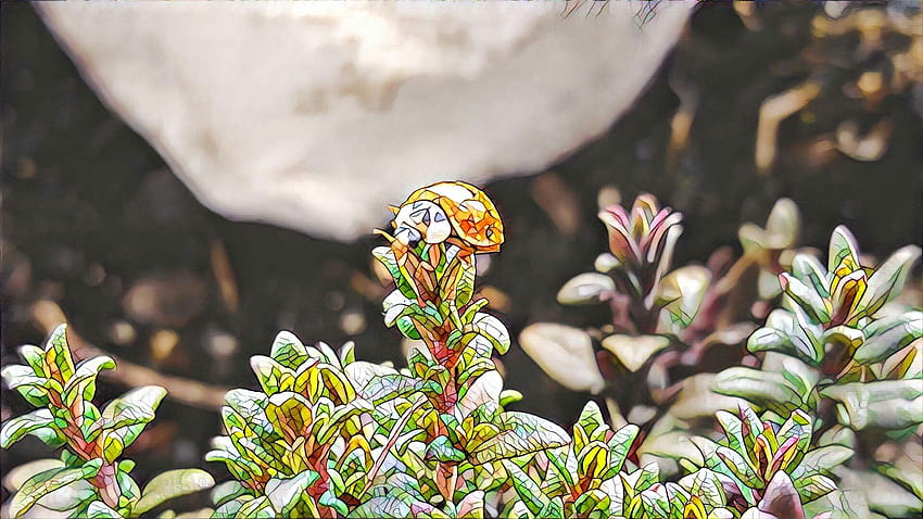 Filtered* Ladybug on thyme [1920×1080] : HD wallpaper