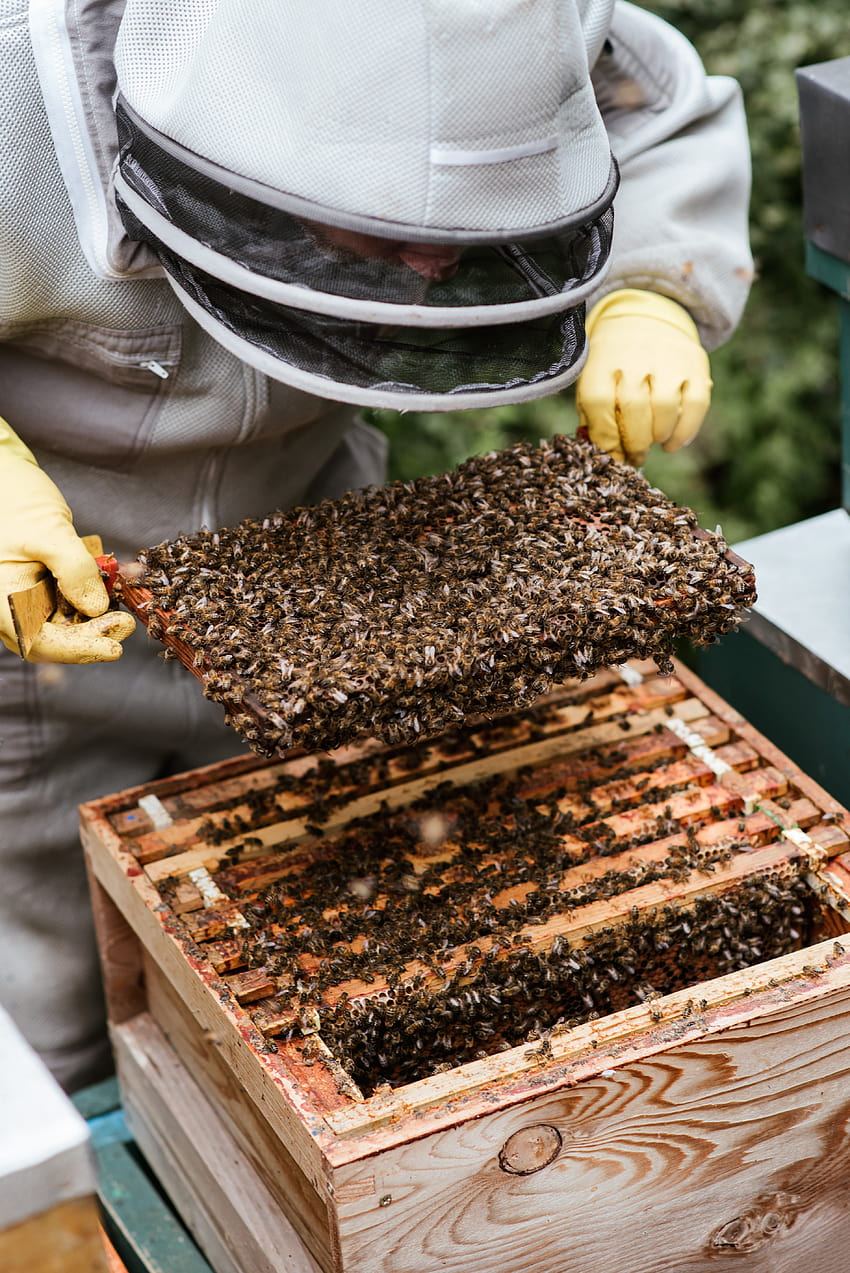 10 Melhor Apicultor ·, apicultura Papel de parede de celular HD