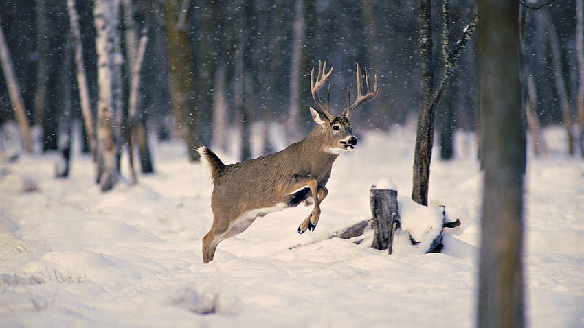 snow wood winter deer horn Animals [1920x1080] for your , Mobile & Tablet, winter animals pc HD wallpaper
