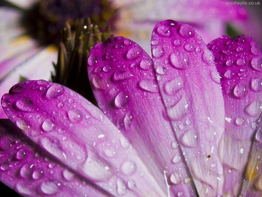 Flower Purple Nature Morning Spring Dew Rain Leaves, morning dew on leaves HD wallpaper