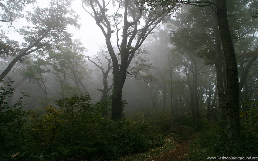 Fille dans les arrière-plans de la forêt brumeuse, forêt brumeuse pluvieuse Fond d'écran HD
