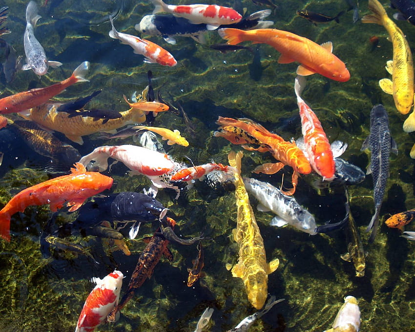 Koi-Teich, 3D-Fisch HD-Hintergrundbild