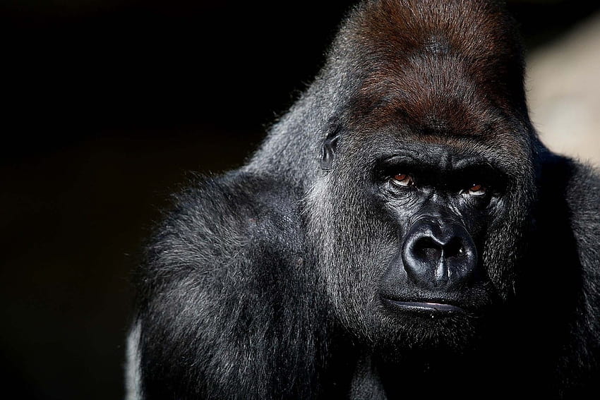 angry gorilla HD wallpaper