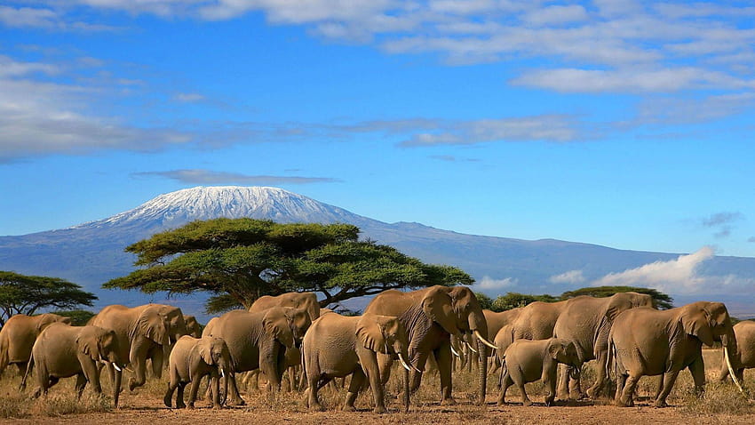Mandria di elefanti Albero Monte Kilimanjaro, Kenya Beautiful Sfondo HD