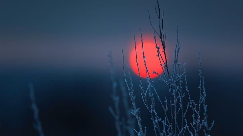 : sunlight, landscape, sunset, nature, minimalism, reflection, plants, winter, branch, blue, frost, simple, Sun, clear sky, light, wave, darkness, screenshot, 1920x1080 px, computer , atmosphere of earth, macro graphy 1920x1080, winter branch HD wallpaper