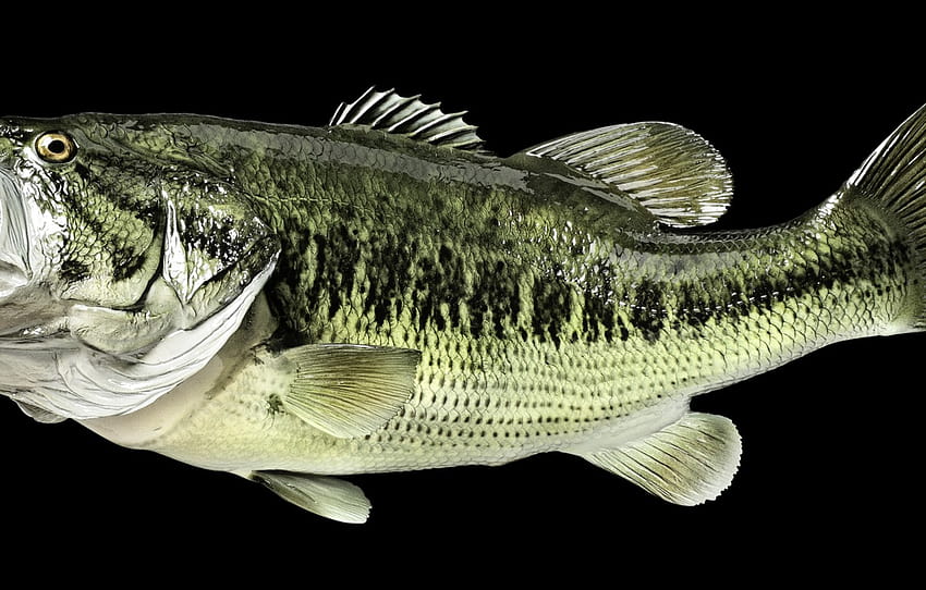 Perch fish scale, light micrograph - Stock Image - C012/3403
