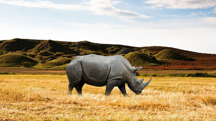 Rhino 31793, animal rhino HD wallpaper | Pxfuel
