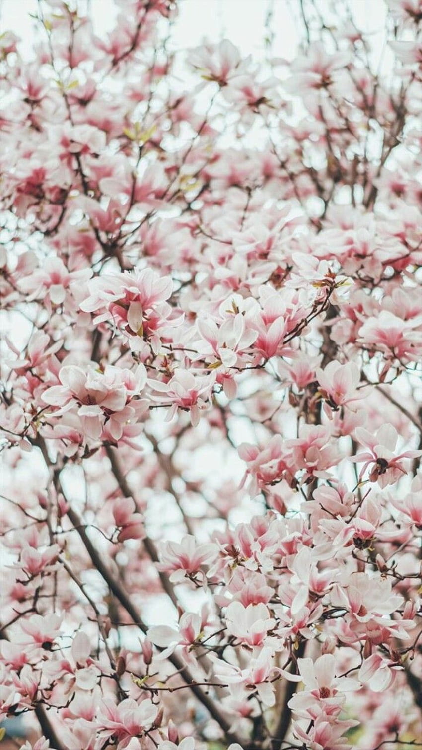 諾秋 皮 on, mystical spring flowers HD phone wallpaper