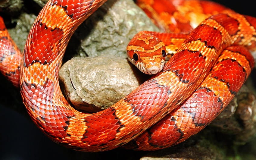 붉은 뱀, 작은 뱀 HD 월페이퍼