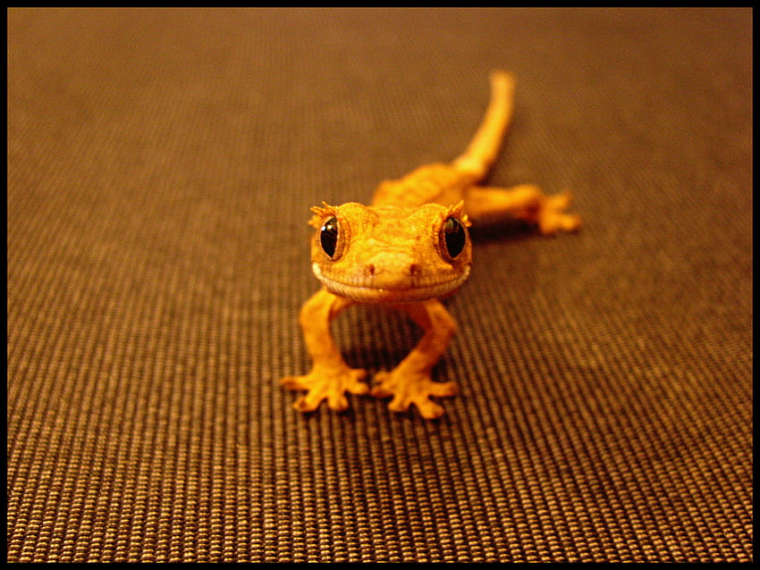 Non Sequitur Thursday: The Amazing Crested Gecko HD wallpaper