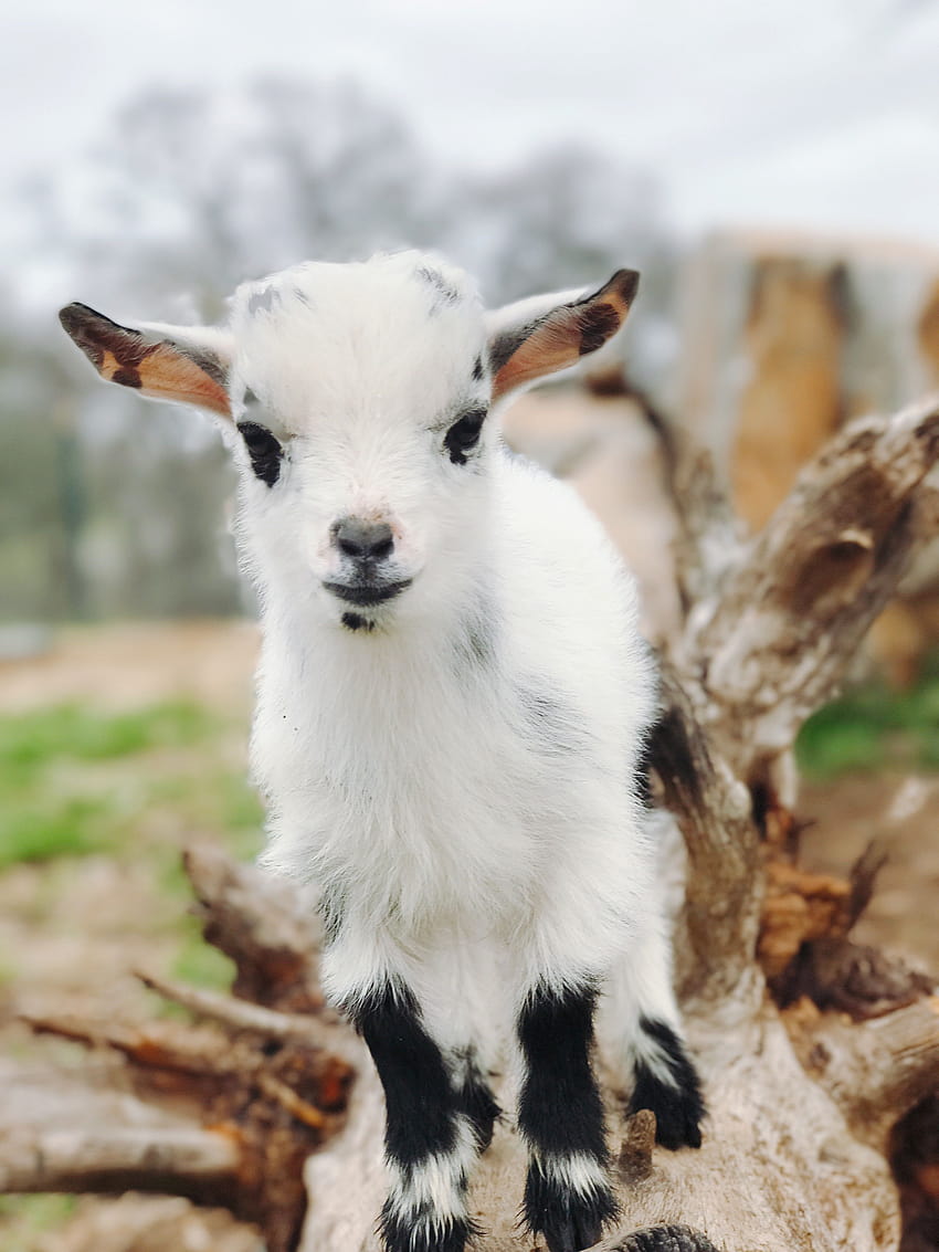 Baby Goat, cute goats HD phone wallpaper
