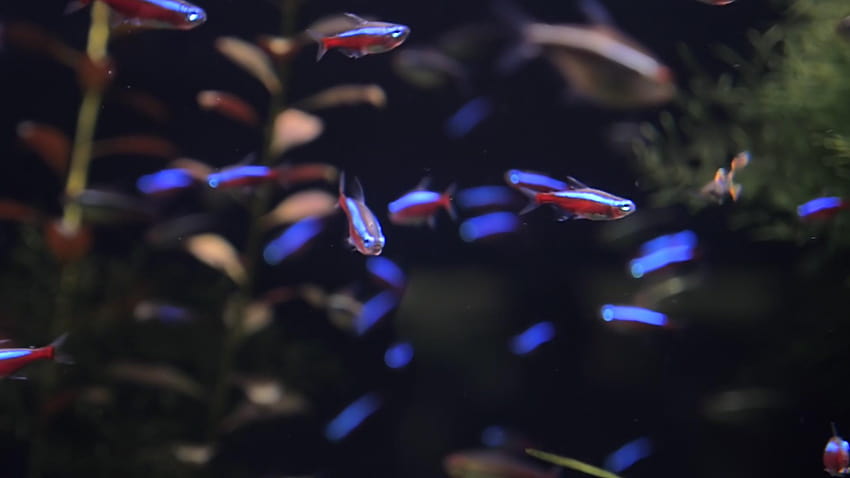 neon tetra HD wallpaper