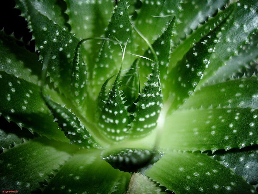 Aloe vera HD wallpaper