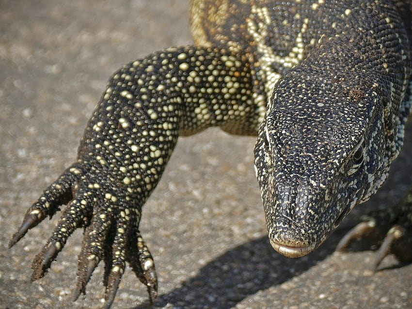 Florida's Dragon Problem, monitor lizard HD wallpaper