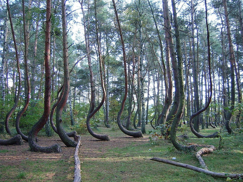 The trees may have been planted in 1930 and one hypothesis states, crooked forest HD wallpaper